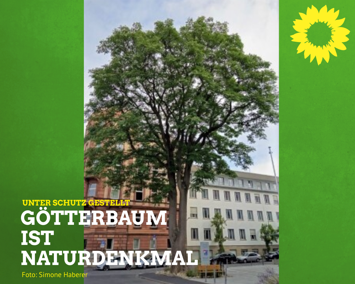 Der Götterbaum vor dem Würzburger Juliusspital