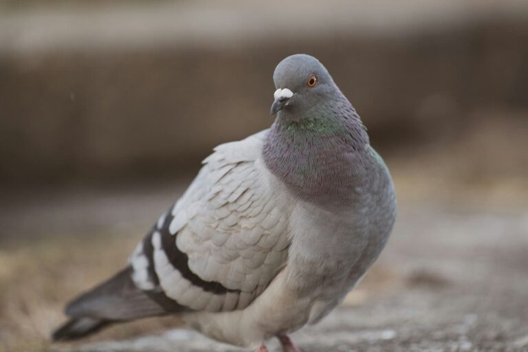 Fortschreiben des Stadttauben-Managements
