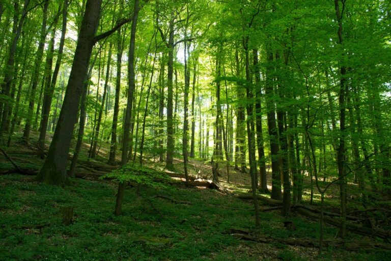 Waldbiotopkartierung